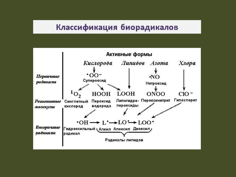 Классификация биорадикалов